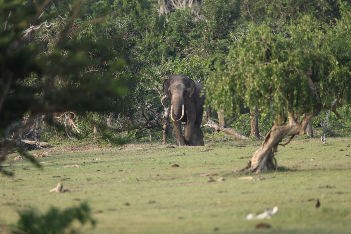 Majestic tusker elephant in lush green forest